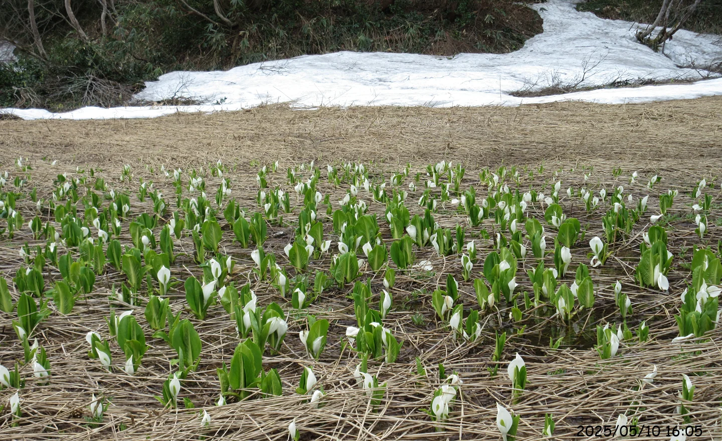 「縄が池」に行ってみた（５）