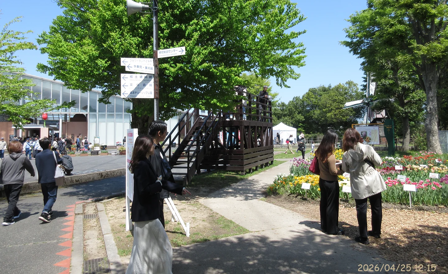 Tonami Tulip Fair 75th（５）
